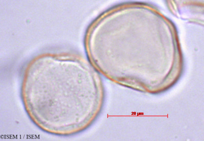 ISEM 1/Chamaecyparis_funebris_60510/Chamaecyparis_funebris_60510_0001(copy)_thumb.jpg